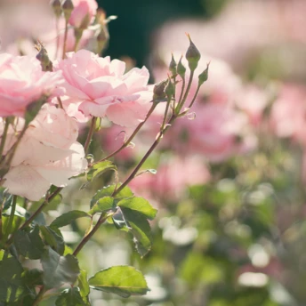 10 нових ароматів з нотою троянди