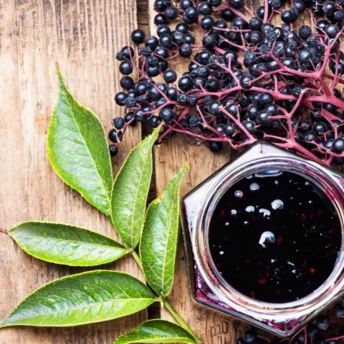 Секрет імунітету від бабусі: як чорна бузина рятує від застуди та зміцнює серце