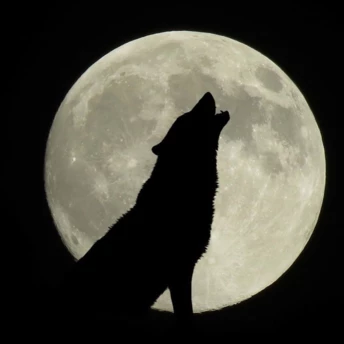 Повня Вовка 3 січня 2026 року: 4 знаки зодіаку відчують її вплив особливо сильно