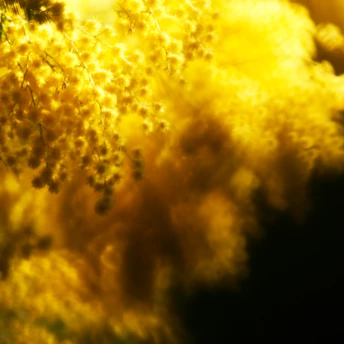 5 нових ароматів з нотою мімози, про які ви не знали 