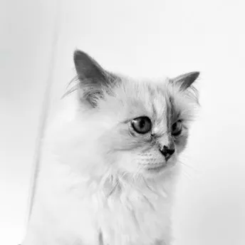 Выходит книга лучших фотографий Шупетт – кошки Карла Лагерфельда