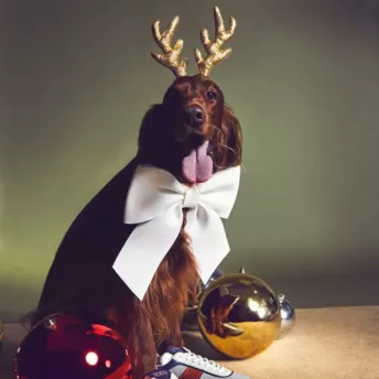 Собаки замість моделей: різдвяна рекламна кампанія Tod's