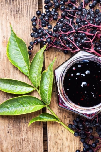 Секрет імунітету від бабусі: як чорна бузина рятує від застуди та зміцнює серце