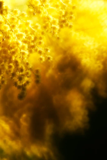 5 нових ароматів з нотою мімози, про які ви не знали 