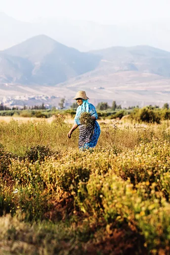 Yves Saint Laurent Beauty відкрили сад у Марокко