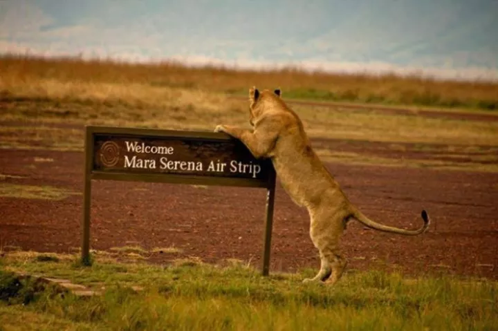 Национальные парки Кении