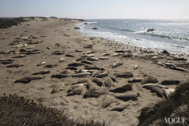 Elephant Seal Rookery – лежбище морских слонов
по шоссе номер 1 в Калифорнии. Проехать мимо – невозможно,
за ними хочется наблюдать бесконечно