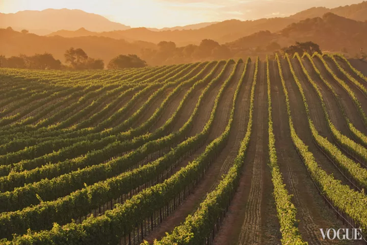 Более 90 % виноградников в США расположены в Калифорнии. Из 50 штатов вино производят 46