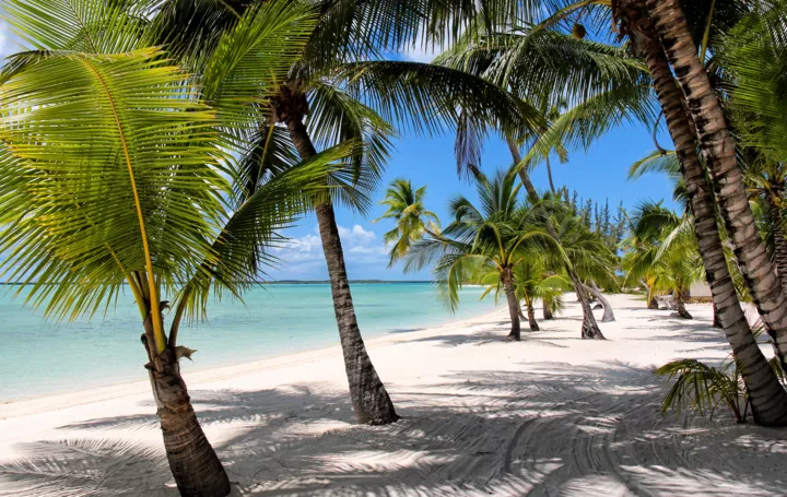 Побережье Багамских островов с пальмами.