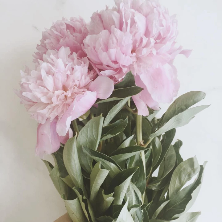 &lt;b&gt;peony18&lt;/b&gt;