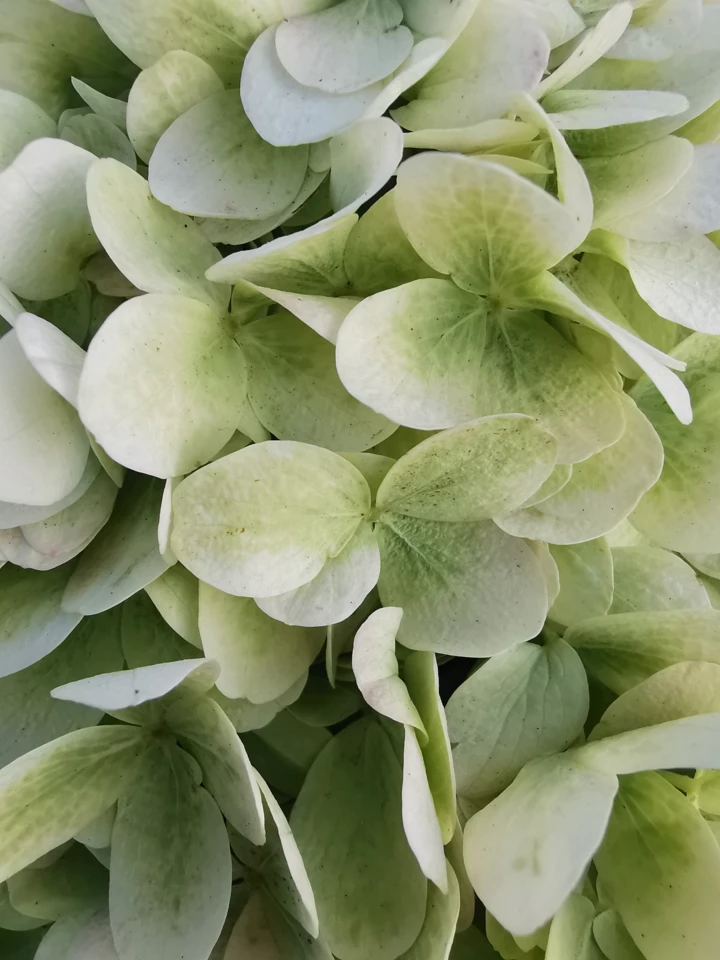 <b>HuaweiFlowers</b>