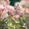 10 нових ароматів з нотою троянди