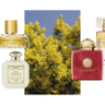 Жовта лихоманка: вісім найприємніших ароматів з ноткою мімози