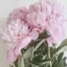 Букет мечты: самые нежные цветы для мамы