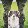 Світ має знати: як службові собаки захищають Україну