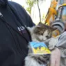 Рятівник кішки Шафи з Бородянки – про роботу Зоопатруля