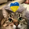 Історія кота Степана: як він вижив та виїхав з розбомбленого Харкова