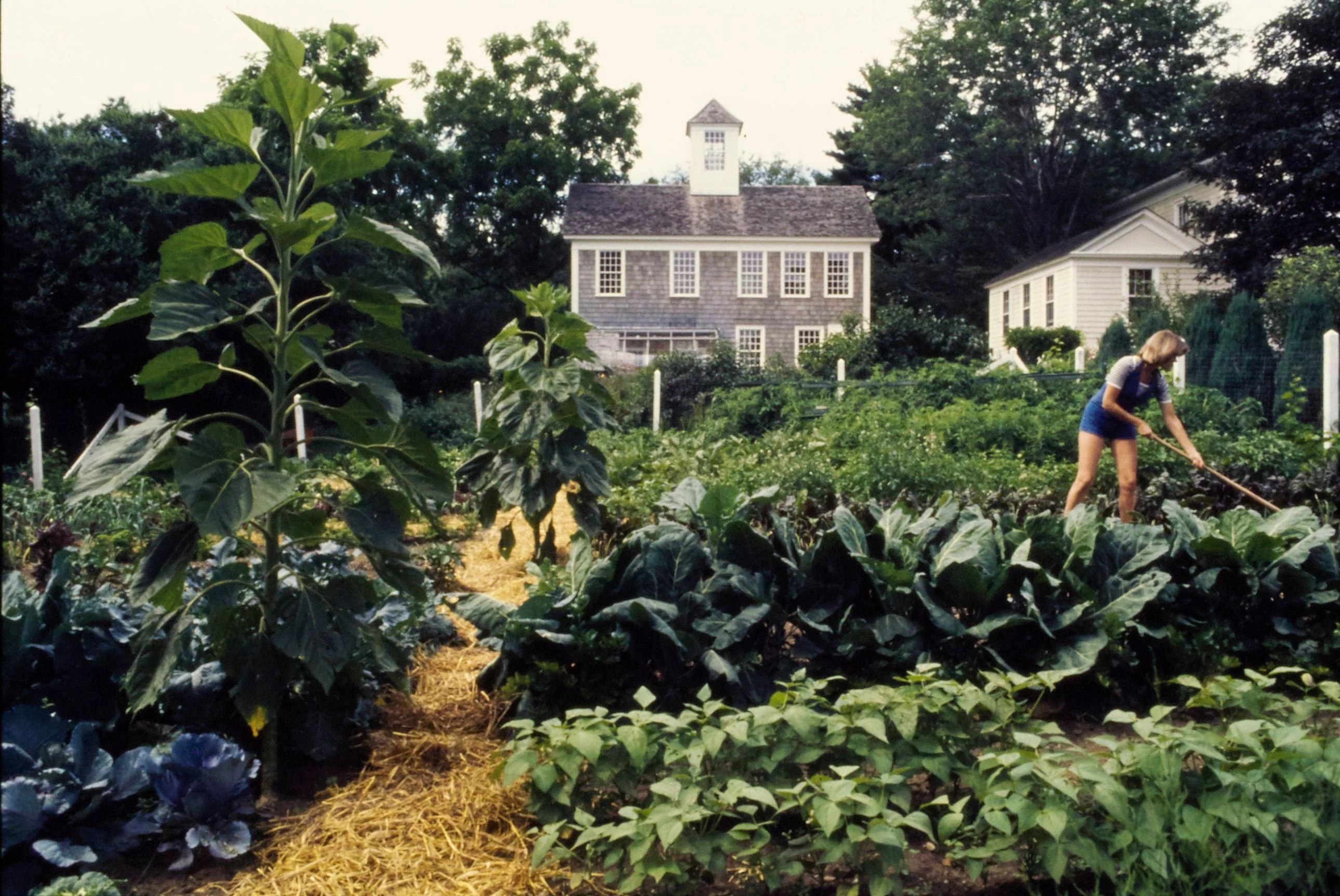 Марта Стюарт працює в овочевому саду свого фермерського маєтку в Коннектикуті — фото було опубліковано в червневому номері журналу House & Garden за 1977 рік. Photo: Susan Wood Марта Стюарт працює в овочевому саду свого фермерського маєтку в Коннектикуті — фото було опубліковано в червневому номері журналу House & Garden за 1977 рік. Photo: Susan Wood