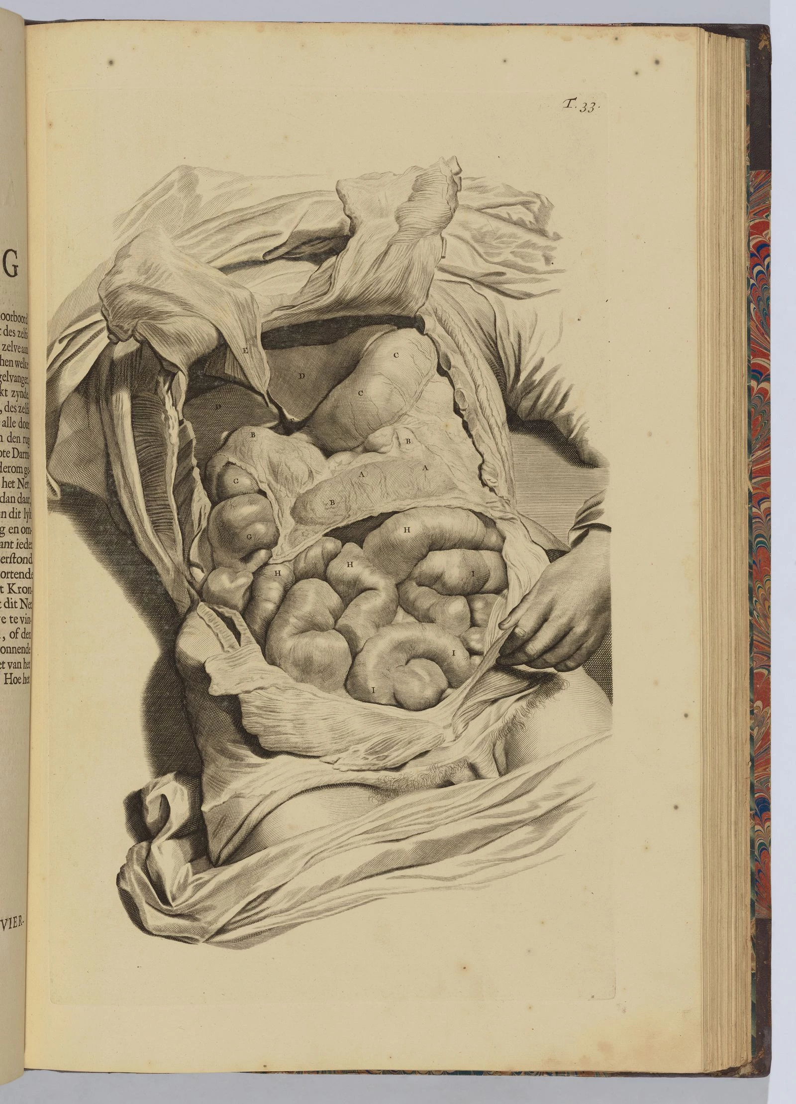 Ілюстрація анатомічного тіла з книги Говарда Бідлоо, 1728 рік. Подарунок музею від Лінкольна Кірстіна, 1952. Фото: Марк Моросс © The Metropolitan Museum of Art 